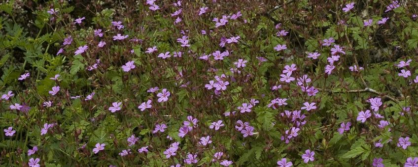 Geranium robertianum. Robertskruid