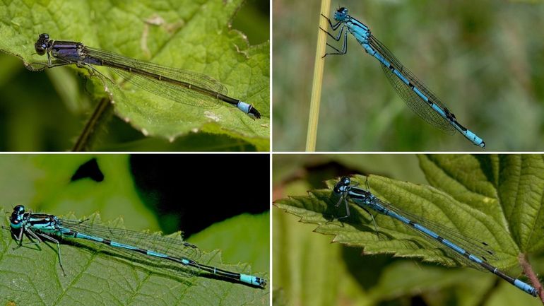 Blauwe juffers: v.l.n.r. boven lantaarntje & watersnuffel, onder: variabele waterjuffer & azuurwaterjuffer