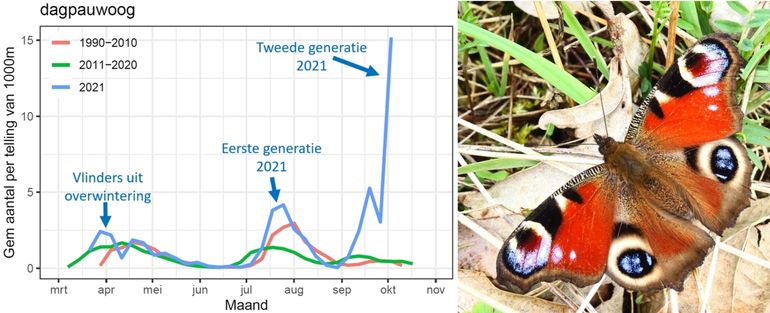 Het aantal dagpauwogen in de vlinderroutes in 2021, vergeleken met de gemiddelden van 1990-2010 en 2011-2020