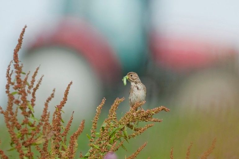 Dankzij een soepele samenwerking tussen Groenvoederdrogerij BV Oldambt en Werkgroep Grauwe Kiekendief werd het nest van deze Grauwe Gors in een luzerneveld gespaard. Meeden, juli 2011