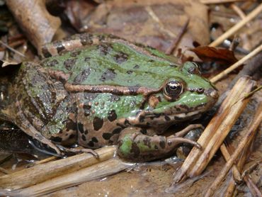 Pelophylax ridibundus kurtmuelleri. Peloponnesos, Griekenland