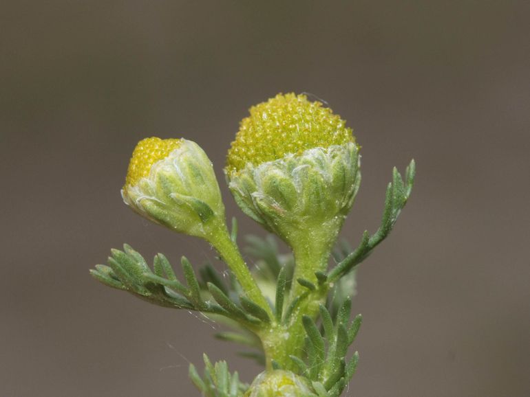 De omwindselbladeren van schijfkamille zijn groen met een zilverwit randje