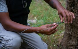 Lindsay Lewis van het Paarl Mountain Nature Reserve inspecteert een valstrik tijdens een strikkenpatrouille door het natuurgebied.