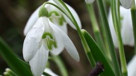 Arnold van Vliet Sneeuwklokje in bloei