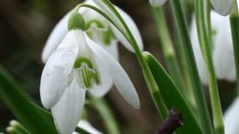 Sneeuwklokje in bloei