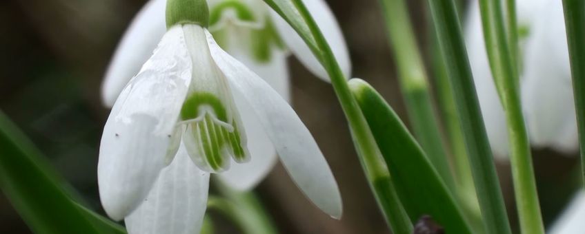 Sneeuwklokje in bloei