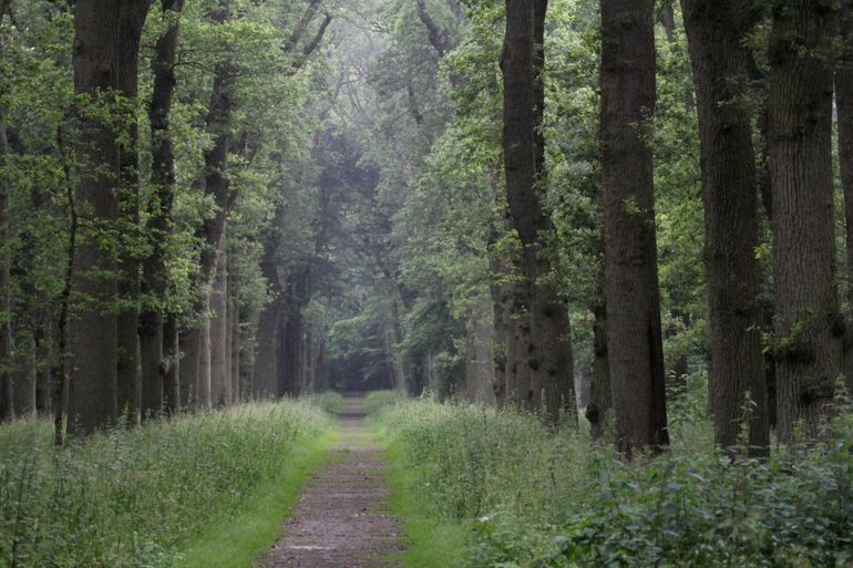 Laan met oude bomen