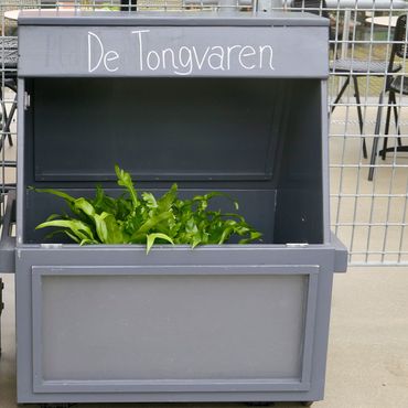 Wardse kist met tongvarens in de Leidse Hortus, voor kinderen die meedoen met Zzzoek de 7 soorten in Leiden