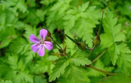 Paul Busselen, KU Leuven (http://www.kuleuven-kulak.be/bioweb/) Geranium robertianum. Robertskruid
