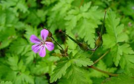 Geranium robertianum. Robertskruid