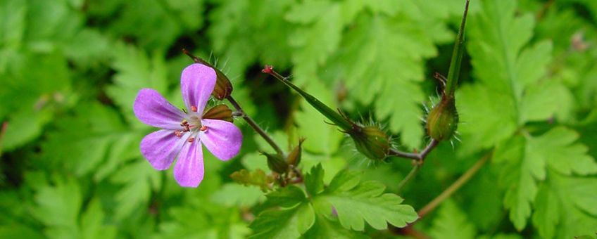 Geranium robertianum. Robertskruid