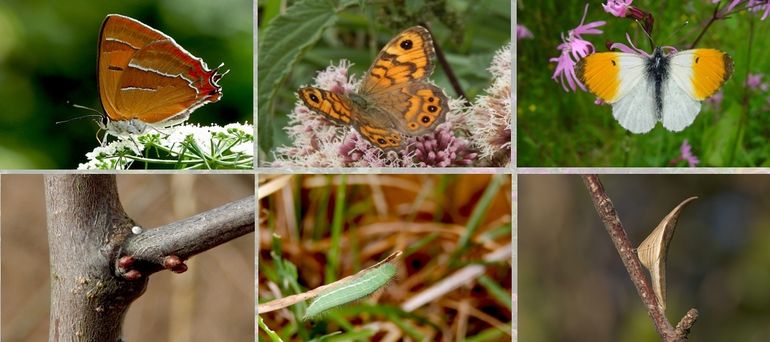 Overwinteringsstrategien: v.l.n.r. sleedoornpage als ei, argusvlinder als rups en oranjetipje als pop