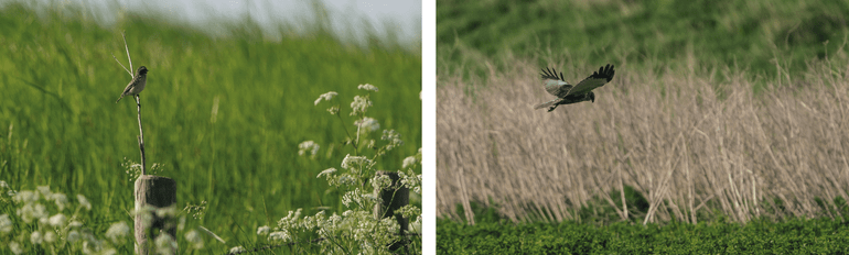 Tijdens het broedseizoen wisten ook paapjes de vogelakkers aan de voet van de slaperdijk te vinden evenals foeragerende bruine kiekendieven 