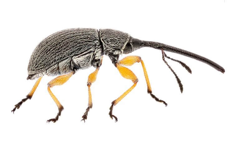 Stokroossnuitkevers vallen op door het bezit van een zeer lang rostrum. Afgebeeld is een vrouwtje; bij mannetjes is het rostrum iets korter