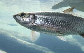 Atlantic herring (eenmalig gebruik WUR)