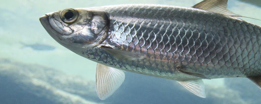 Atlantic herring (eenmalig gebruik WUR)