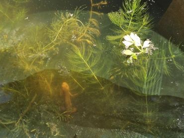 Kleine watersalamander zwemmend in de experimentele opstelling