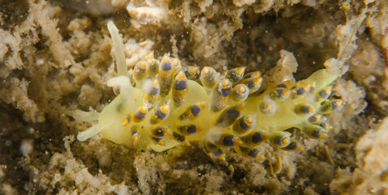 De Hemelsblauwe knotsslak gaat voortaan door het leven als Tenellia caerulea