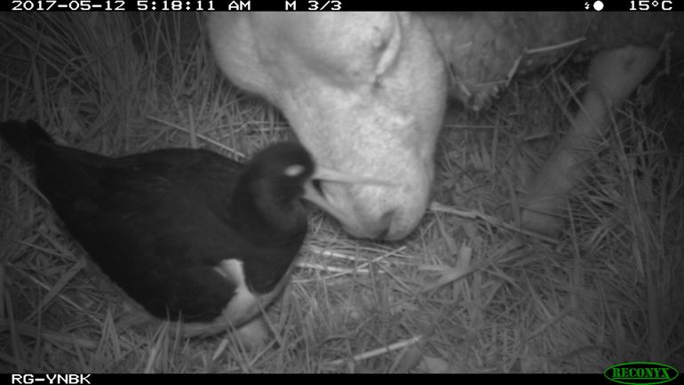 Een scholekster verdedigt haar nest tegen een schaap. Het nest werd later vertrapt