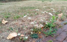 Duizendblad in droog grasveld