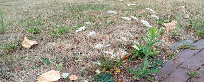 Duizendblad in droog grasveld