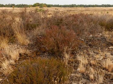 Door de aanhoudende droogte is er vrijwel geen bloei van de heide, de nectarbron voor alle vlinders van de hei