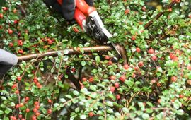 S-Kwadraat Snoeicursus Biodiversiteit
