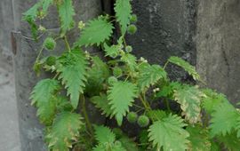 Urtica pilulifera