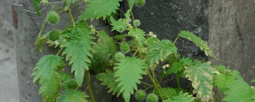 Urtica pilulifera