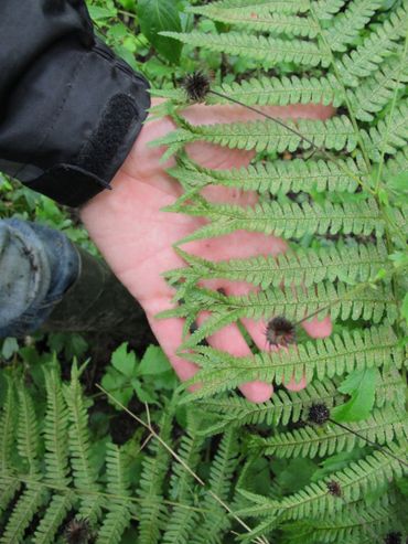 De cultivar ‘Furcans’ van Mannetjesvaren met “gevorkte“ bladslippen