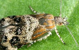 Rudolf Bryner Zilveroogje, Tebenna micalis
Alleen toestemming voor gebruik bij natuurbericht 10 januari 2012