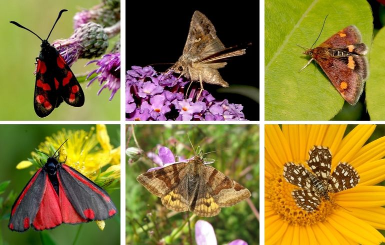 Enkele dagactieve nachtvlinders. V.l.n.r. boven: sint-jansvlinder, gamma-uil & muntvlinder, onder: sint-jacobsvlinder, bruine daguil & klaverspanner