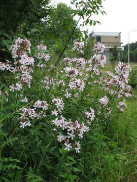 Saxifraga-Rutger Barendse Saponaria officinalis 3, Zeepkruid