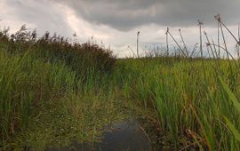 Voortplantingshabitat grote modderkruiper in de Biesbosch
