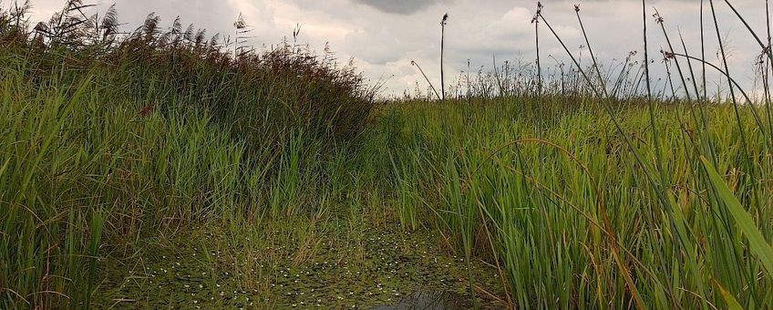 Voortplantingshabitat grote modderkruiper in de Biesbosch