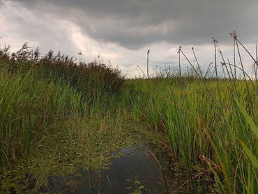 Voortplantingshabitat grote modderkruiper in de Biesbosch