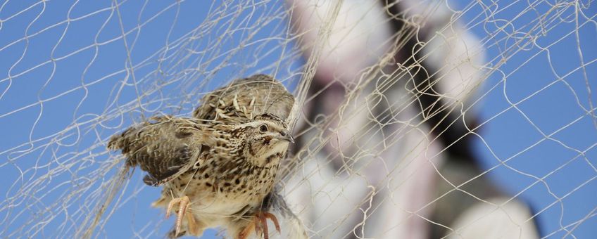 Vogelmoord in Egypte. Kwartel in net. Vogelvanger op achtergrond.