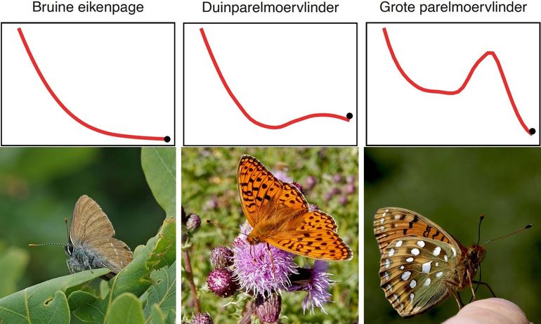 Aantalstrends van drie typische dagvlinders van de duinen vanaf 1992