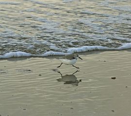 Calidris alba, Drieteenstrandloper
