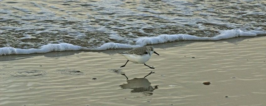 Calidris alba, Drieteenstrandloper