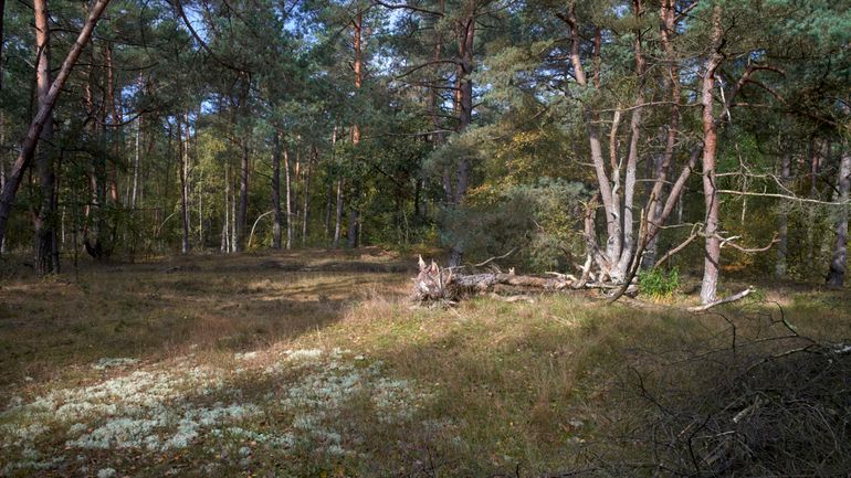 Natuurgebied De Zoom, Soest