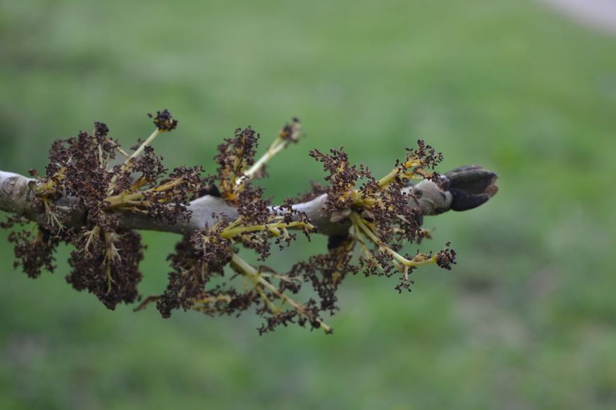 Mannelijke bloem es