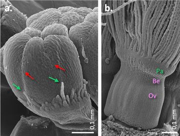 Scanning Electron Microscopy (SEM) pictures of very young dandelion florets. a. Floret with the five petals closing on the top, showing the pappus ring with two to three rows of pappus hairs at their base. The hairs (green arrows) on the fusion zone (red arrows) between petals are ahead in growth. b. Somewhat older floret showing the clear pappus ring (Pa) with pappus hairs on top, the beak (Be), and the ovary (Ov)