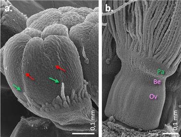 Scanning Electron Microscopy (SEM) foto’s van heel jonge paardenbloem florets. a. Floret met de vijf kroonblaadjes die sluiten op de top, met aan de basis de pappusring met twee of drie randen pappusharen. De haren (groene pijl) op de fusiezone (rode pijl) tussen kroonblaadjes lopen voor in groei. b. Oudere floret met de pappusring (Pa) met pappusharen, en daaronder het rostrum (Be) en het Ovarium (Ov)