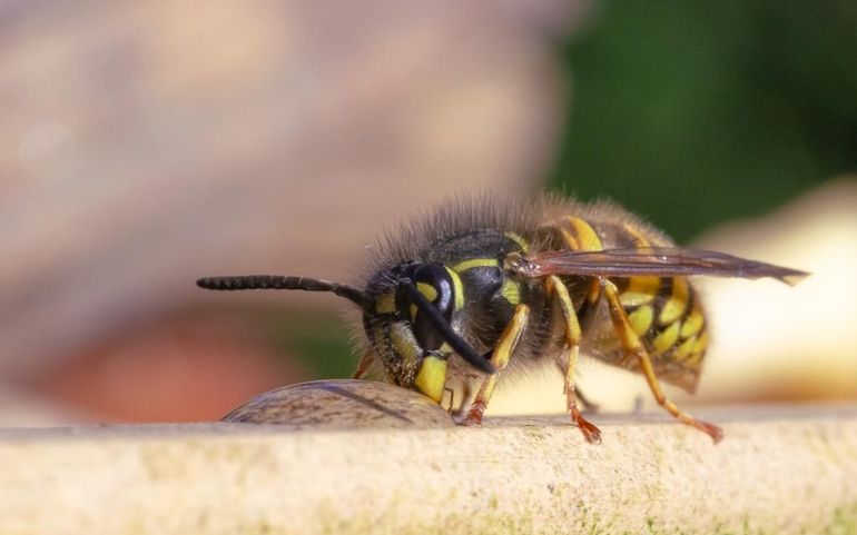 Limonadewespen zijn eigenlijk twee soorten die lastig van elkaar te onderscheiden zijn, de gewone wesp en de Duitse wesp