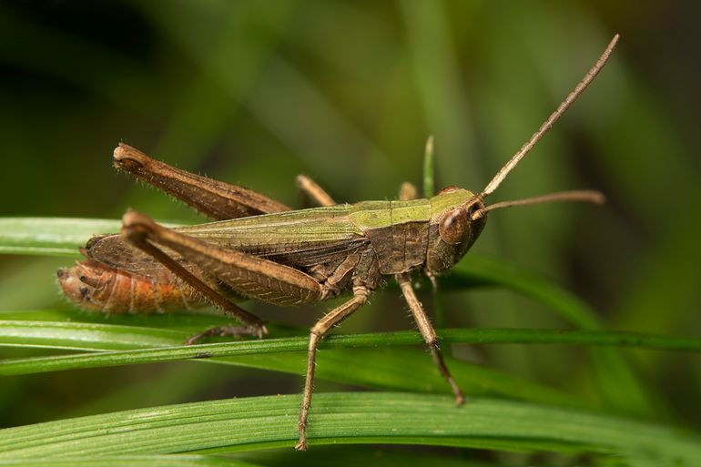 De eerste weidesprinkhaan die bij Fort Pannerden gevonden is