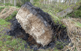 OBN Natuurkennis Verbetering strooisellaag boomwortel