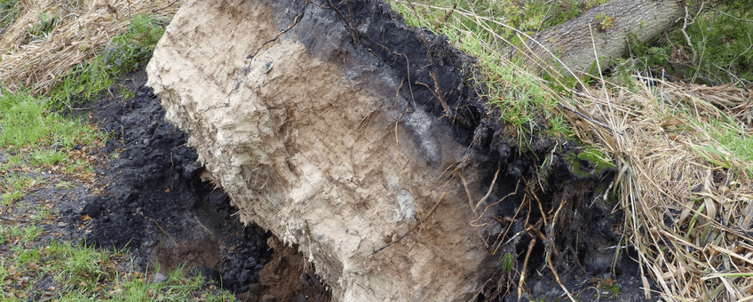 Verbetering strooisellaag boomwortel