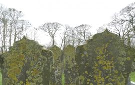 Harvey van Diek Roekenkolonie Lemmer, Friesland. 11 april 2016