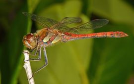 Bruinrode heidelibel